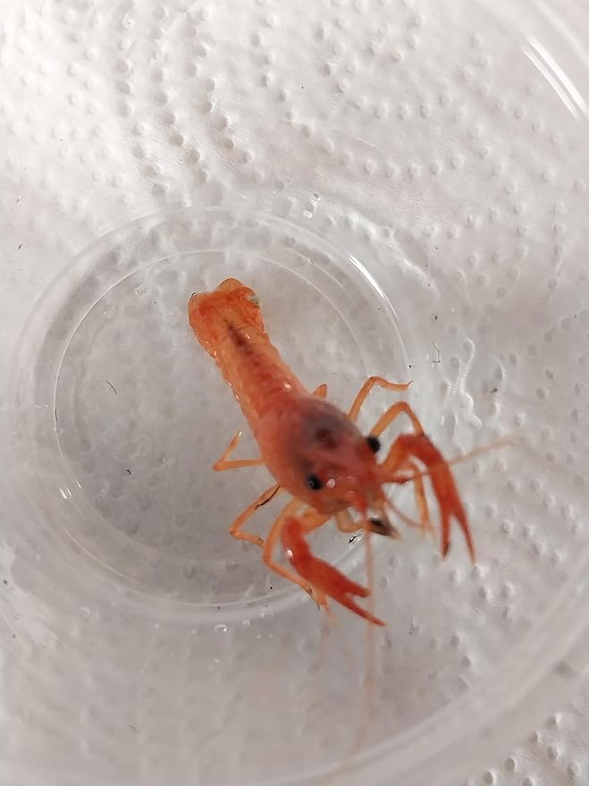 Live Freshwater- 1 Blue Crayfish and 1 Orange Crayfish. We can not Ship to Wisconsin, California, Michigan, Minnesota, Ohio. Size 3/4 inch to 4 inches, depending on Availability