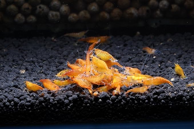 Live Freshwater Aquarium Shrimp - Neocaridina (Orange Sunkist, 10 Pack)
