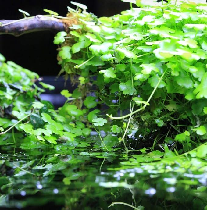 Dwarf Pennywort Japan Tissue Culture | Hydrocotyle Tripartita Japan Freshwater Live Aquarium Plant