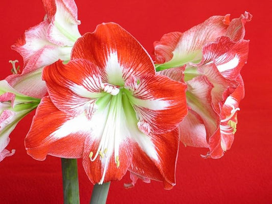 2 Amaryllis Minerva Huge Bulb 28-36cm! Great Holiday Gift! Easy Grow Bulbs!