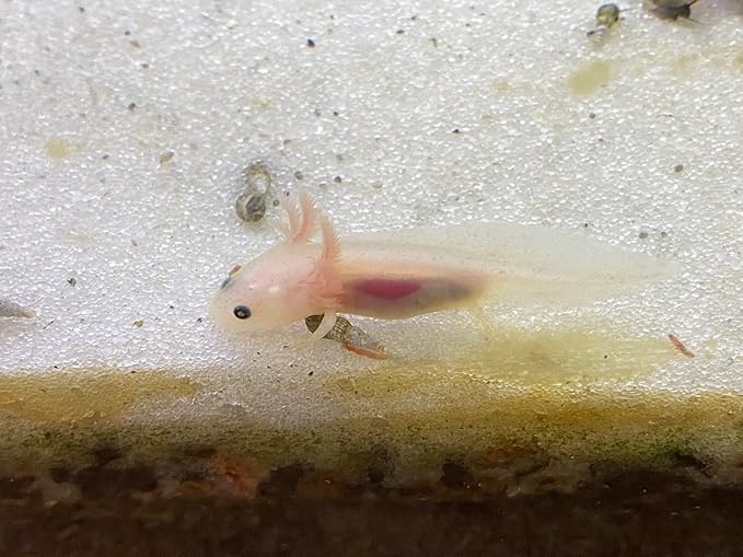 African Aquatic Clawed Frog Soft Bits (Squid & Krill 3.2mm Soft Pellet, 1oz Sample)