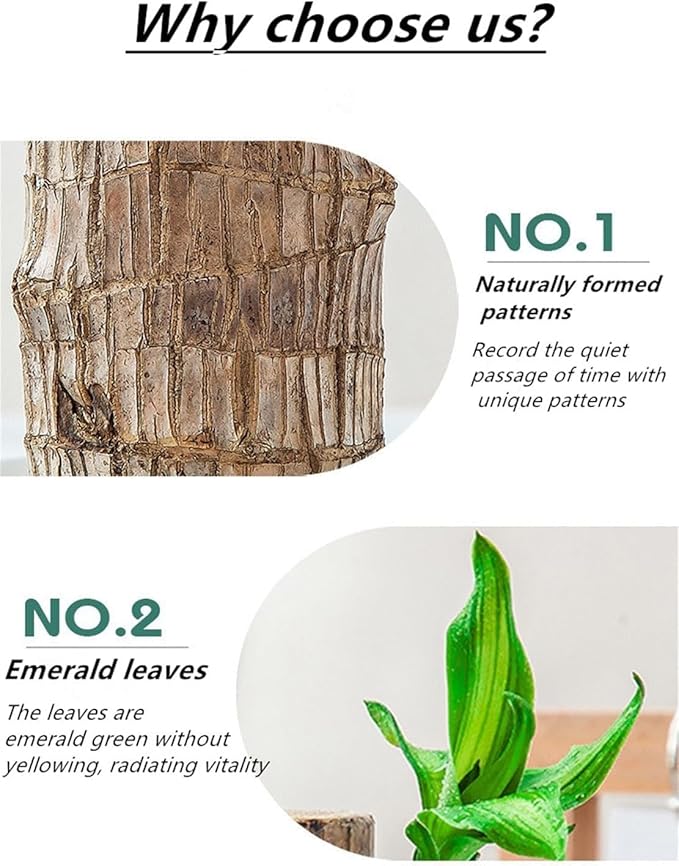 Brazilian Lucky Wood，Easy to Maintain and Purify the Air Brazilian Wood，Suitable for Living Rooms, Kitchens, Bedrooms, Desks, and Outdoor Gardens (AC)