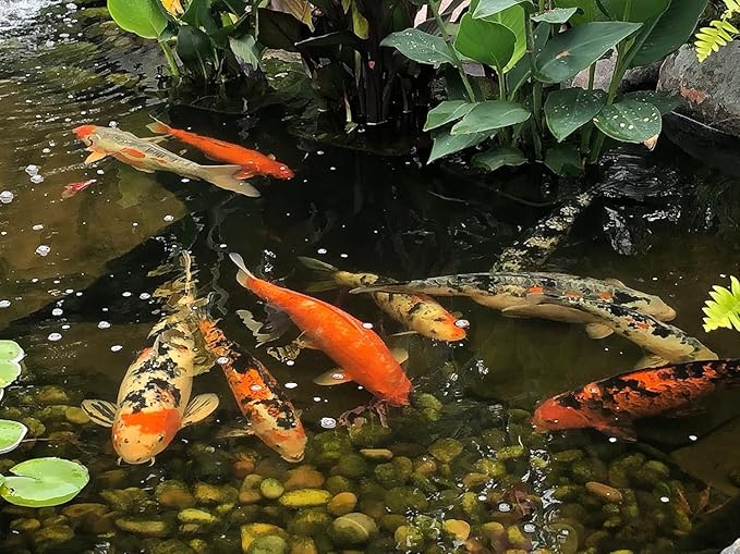 EasyPro PG33 Platinum Koi & Goldfish Food, 33 lb