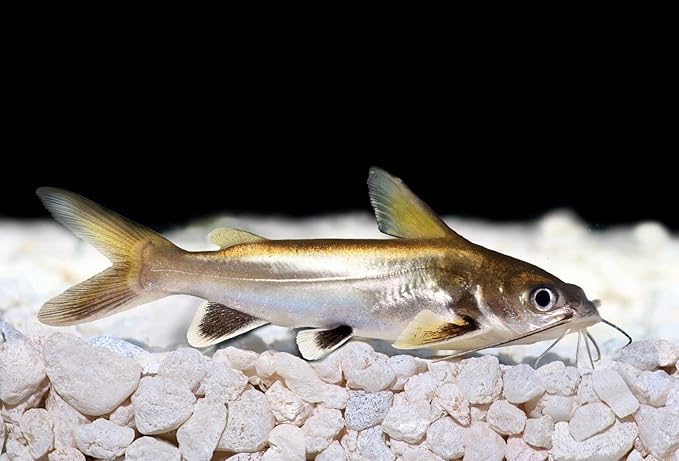 Super Catfish & Bottom Feeder Mix with Soft BITS #7 A154 (Variety, 8oz)