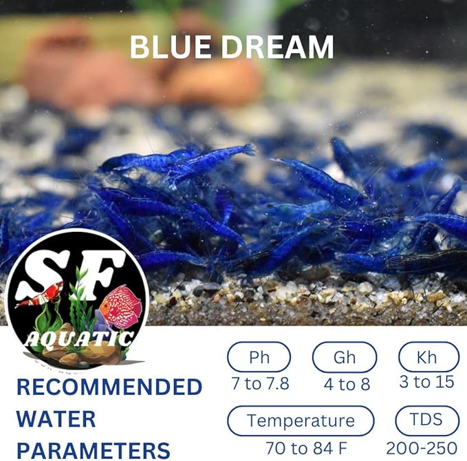 SF Aquatic™ 20 Blue Dream Shrimps High Grade Neocaridina Live Freshwater Aquarium Shrimps. Fully Mature Breeding Age. Live Arrival Guarantee.
