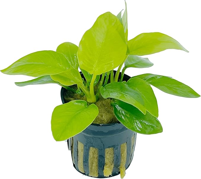 Anubias Nana Golden and Java Fern Tall 2 Pots - Live Aquarium Plant Snail Free