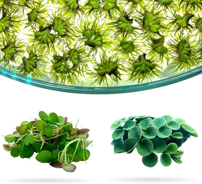 Aquarigram Rare Floating Plant Combo (Velvet Water Spangles, Riccia Water Spangles, Giant Duckweed)