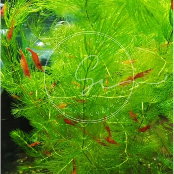 Swimming Creatures™ Live Aquarium Plants (2 Large Bunch Hornwort)