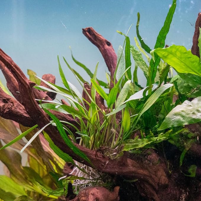 SubstrateSource Cryptocoryne Live Aquarium Plants - Freshwater Plant for Aquariums, Planted Fish Tanks - Beginner Friendly (Lutea, 1 Pot (3-5 Plants))