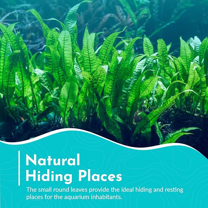 Live Aquarium Plants - Java Fern Mat, Large Microsorum Pteropus, Tall Fresh Water Aquarium Plants for Aquariums, Java Fern Live Plants, Aquarium Plants Live