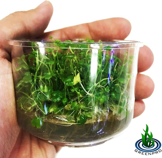 Dwarf Pennywort Japan Tissue Culture | Hydrocotyle Tripartita Japan Freshwater Live Aquarium Plant