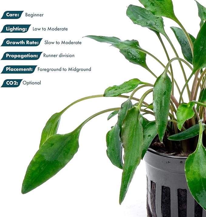 SubstrateSource Cryptocoryne Live Aquarium Plants - Freshwater Plant for Aquariums, Planted Fish Tanks - Beginner Friendly (Undulatus Hybrid, 1 Pot (3-5 Plants))