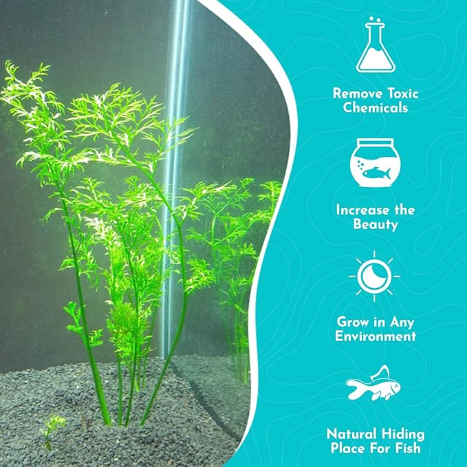 Water Sprite (Indian Fern) - Live Aquarium Plant - Freshwater - Low-Medium Light