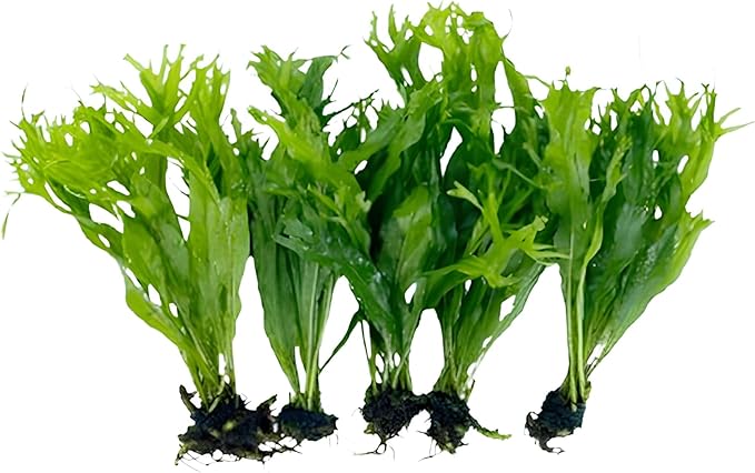 5X Java Fern Windelove Microsorum Pteropus Looses Aquarium Live Plant for Fish Tank Decoration
