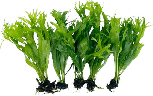5X Java Fern Windelove Microsorum Pteropus Looses Aquarium Live Plant for Fish Tank Decoration