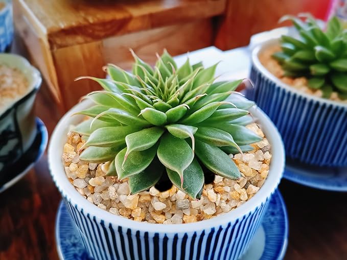 1/8 inch-1/5 inch Coarse Silica Sand Stones, Boniosz 5lb Succulent and Cactus Bonsai Rocks Small Decorative Pebbles for Terrariums, Fairy Gardening, Top Dressing, and Houseplants
