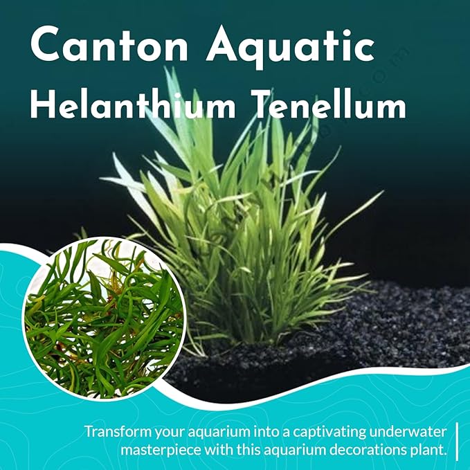 | Live Aquarium Helanthium Tenellum Echinodorus Plants - Increases Beauty - Removes Nitrates - Long Lasting - Grows in Low-Light - Suitable for Summer & Winter - Small