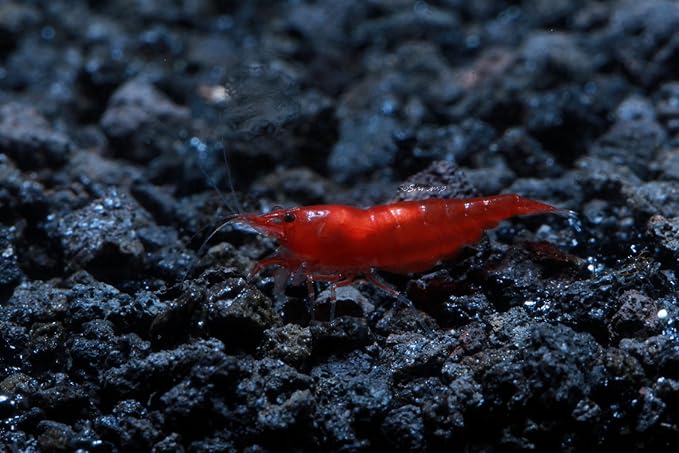 Live Freshwater Aquarium Shrimp - Neocaridina (Bloody Mary, 10 Pack)