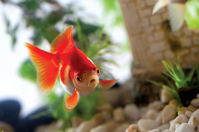 Supa Aquarium Gravel Washer, Separates and Removes Aquarium/Fish Tank Debris, Made in The UK