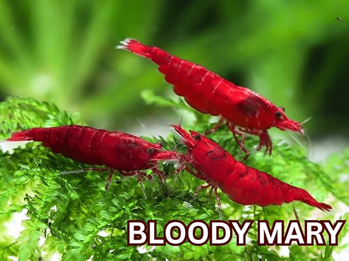 SF Aquatic™ 20 Premium Bloody Mary Neocaridna Live Freshwater Aquarium Shrimps for Aquarium. Adults Beeding Age. Live Arrival Guarantee.