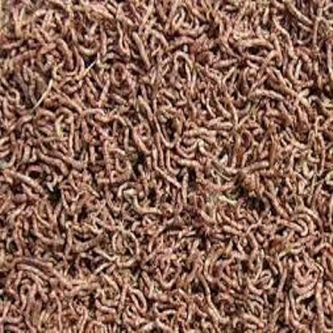 Bloodworms, Freeze Dried Grade A Fresh Floating Bloodworms for All Tropical Fish, Bettas, Discus, Cichlids, Community Fish, Turtles, Carnivore Tropical Fish - 1-lb