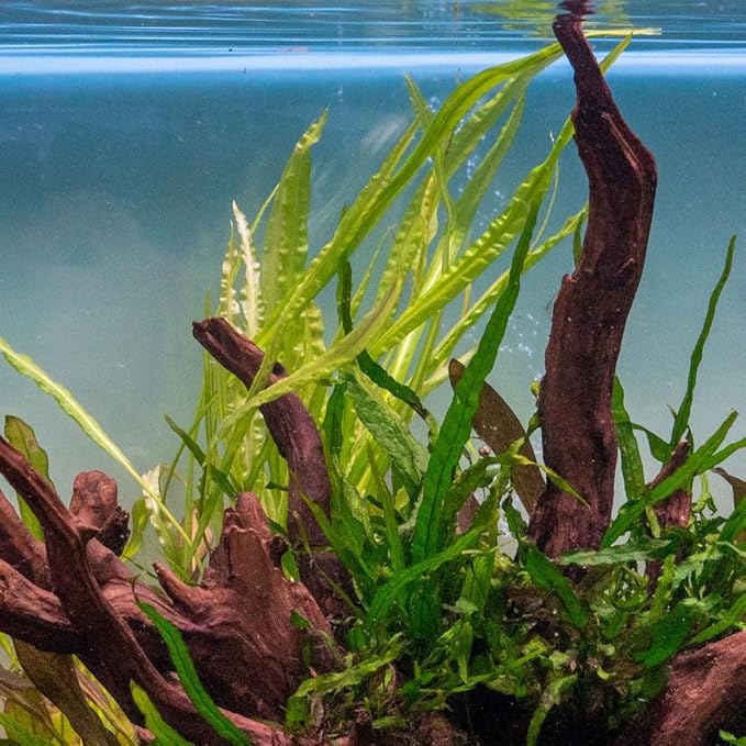 SubstrateSource Cryptocoryne Live Aquarium Plants - Freshwater Plant for Aquariums, Planted Fish Tanks - Beginner Friendly (Balansae, 5 Pots (20-25 Plants))