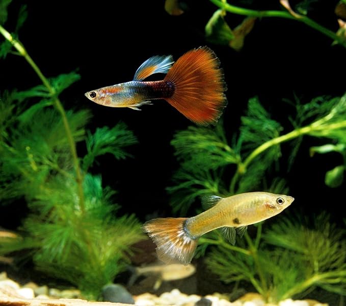 0.5mm - 1/64" Tropical & Community Fish Floating Micro Pellets for Tetras, Guppies, Angel Fish, Small Cichlids, All Tropical Fish. - WL…1/2-lb Foil Bag