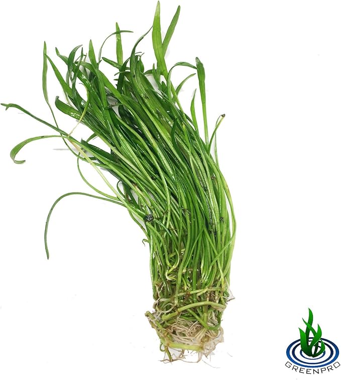 | The Aquarium Plants Package Decoration Micro Sword Anubias Amazon Sword Java Fern Moss Crypt Value Pack