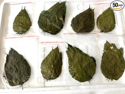 Dry Mulberry Leaves Organic Protein Food Crystal Red Cherry Shrimp Aquarium (50 Leaves)