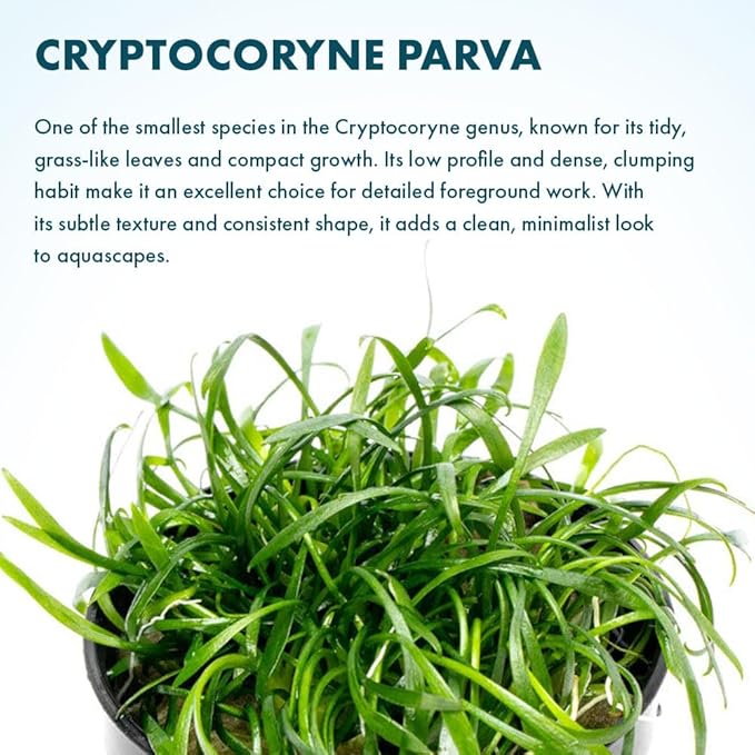 SubstrateSource Cryptocoryne Live Aquarium Plants - Freshwater Plant for Aquariums, Planted Fish Tanks - Beginner Friendly (Parva, 1 Pot (3-5 Plants))