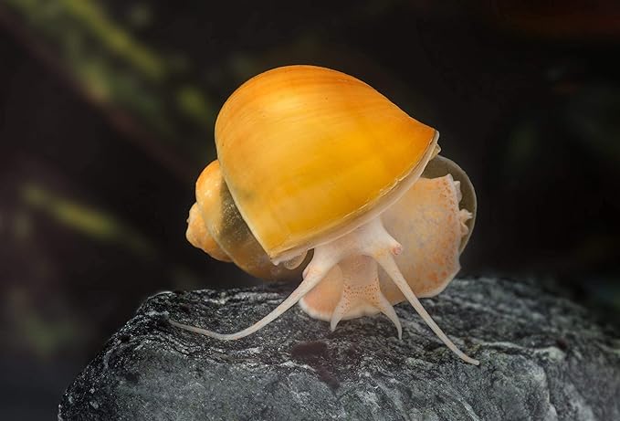 Aquatic Freshwater Snail Food Mix #2 with Calcium Snail,Shrimp & Crayfish Food - A2 (10oz)