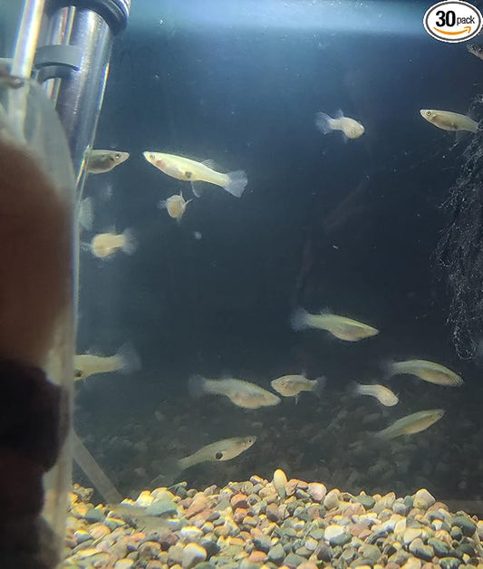 30 Live Mosquito Fish, Pond Fish