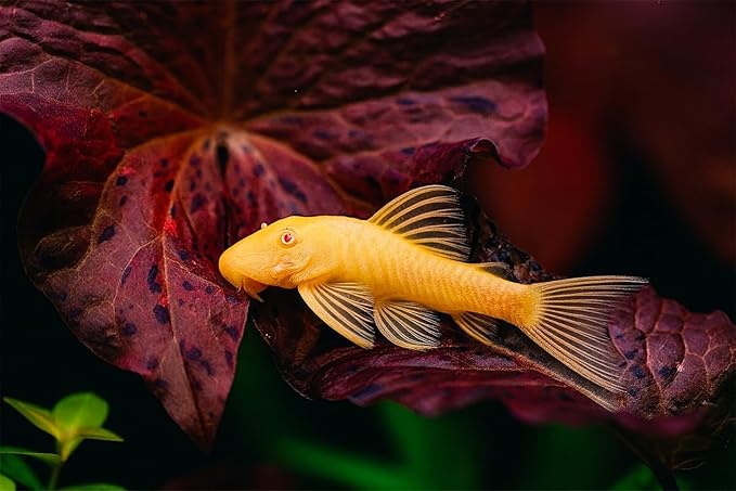 Swimming Creatures Pleco Live Freshwater Aquarium Fish (Size Approx 1-2") (1 Snowflake Pleco & 1 Albino Pleco Shortfin)