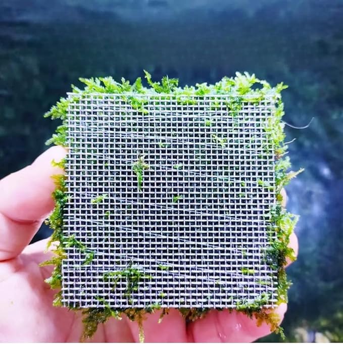 Java Moss | Vesicularia Ferriei Live Aquarium Plant, 10 Square Inch Flame Moss, with 1x Ball Holder, Freshwater Live Plants Shaping Filter