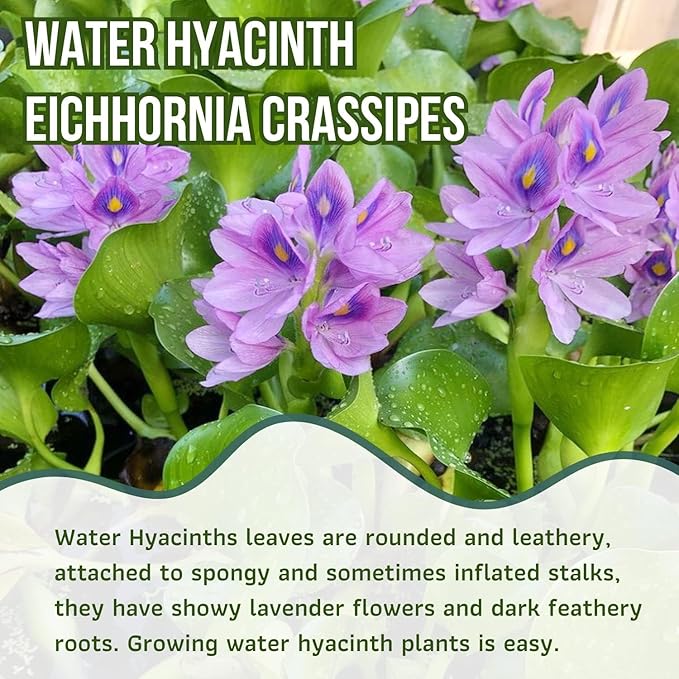 Mainam Water Hyacinth Eichhornia Crassipes Tropical Freshwater Live Aquarium Plant Decorations (1 Pack)