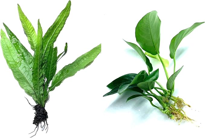 Java Fern and Anubias Aquarium Plant Bundle - Live Freshwater Plants for Aquascaping, Low Maintenance, Easy Beginner Friendly Decor for Fish Tank