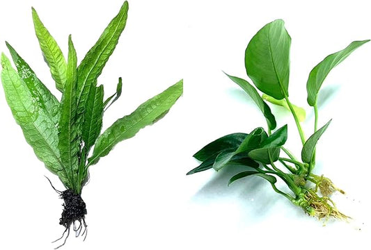 Java Fern and Anubias Aquarium Plant Bundle - Live Freshwater Plants for Aquascaping, Low Maintenance, Easy Beginner Friendly Decor for Fish Tank