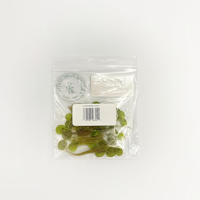 Water Spangle, Salvinia Minima, Live Aquarium/Aquatic/Freshwater/Floating/Pond Plant/Planted Tank/Aquascaping/Paludarium by Aquarium Plant Center (6 Plants, 30+ Leaves)