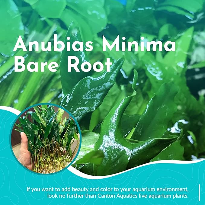 Anubias Minima Live Freshwater Aquarium Plant – Hardy Low Maintenance Aquatic Plant - Ideal for Low Light & Natural Fish Tank Decoration - Safe for Shrimp & Betta - 2 Inch Pot