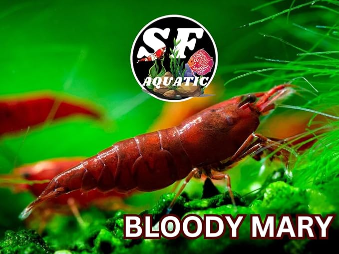 SF Aquatic™ 20 Premium Bloody Mary Neocaridna Live Freshwater Aquarium Shrimps for Aquarium. Adults Beeding Age. Live Arrival Guarantee.