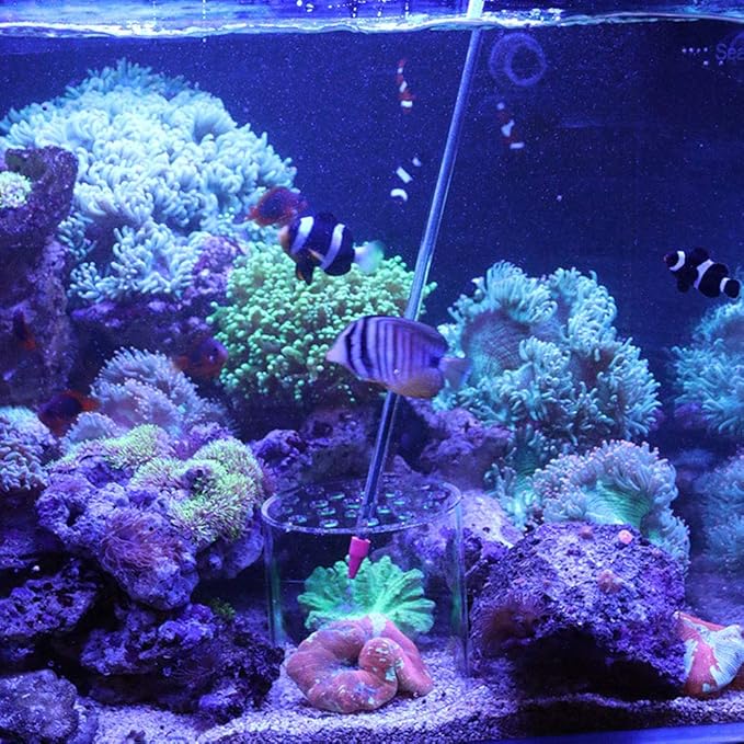 Coral Feeding Breeding Protection Cover, Acrylic Transparent Coral Feeder Cover Anti-Feeding Shrimp for Aquarium Fish Tank (80mm, 100mm, 120mm, 150mm) with Coral Feeding Tube(80mm)