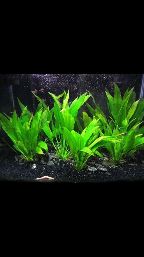 1 Amazon Sword Aquarium Plant Live | Echinodorus Bleheri