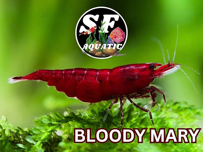 SF Aquatic™ 20 Premium Bloody Mary Neocaridna Live Freshwater Aquarium Shrimps for Aquarium. Adults Beeding Age. Live Arrival Guarantee.