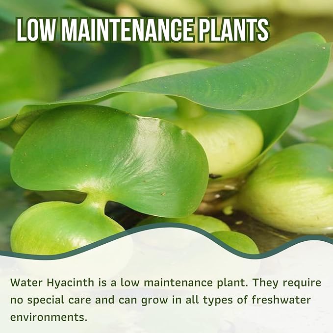 Mainam Water Hyacinth Eichhornia Crassipes Tropical Freshwater Live Aquarium Plant Decorations (1 Pack)