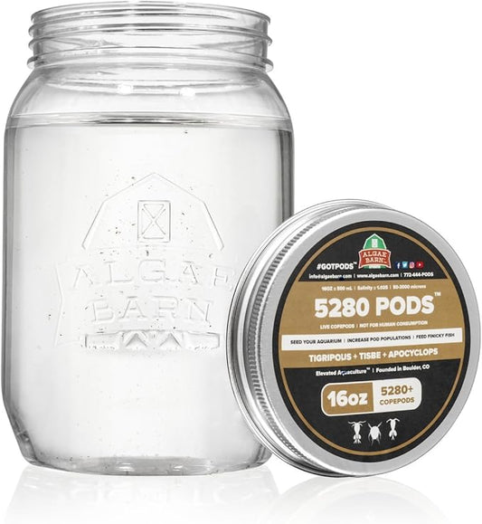 AlgaeBarn 5280 Pods :: Live Copepods :: Three Pod Species Tisbe + Tigriopus + Apocyclops :: Clean Your Tank & Mandarin & Finicky Fish Food (5,280+ Pods)