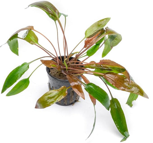 SubstrateSource Cryptocoryne Live Aquarium Plants - Freshwater Plant for Aquariums, Planted Fish Tanks - Beginner Friendly (Affinis Red, 1 Pot (3-5 Plants))