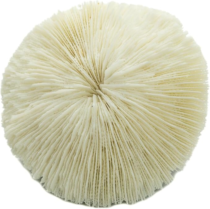 Mushroom Sea Coral | White Real Mushroom Coral 3”-4” (1 Piece) | Aquarium Ornament for Decoration | Plus Free Nautical eBook by Joseph Rains