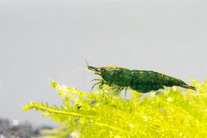 SubstrateSource Neocaridina davidi Green Jade Shrimp for Freshwater Aquariums (5 Shrimp)