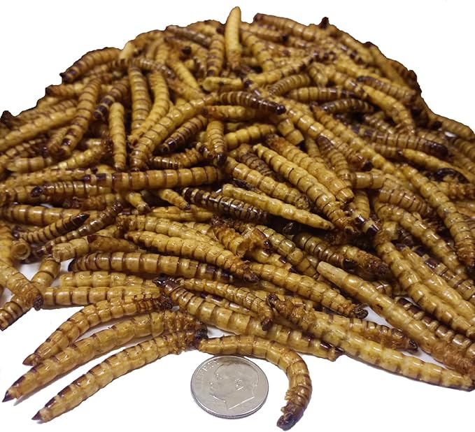 Superworms- Freeze Dried Superworms for Tropical Fish, Reptiles, Turtles, Tortoises, Frogs, Hamsters, Birds, Rodents…3oz Small Jar