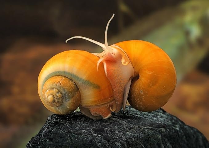 Aquatic Freshwater Snail Food Mix #2 with Calcium Snail,Shrimp & Crayfish Food - A2 (48oz - 3 LBS.)
